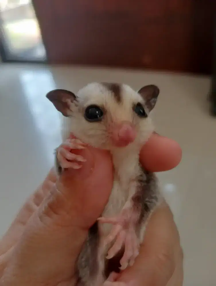 Sugar Glider Joey Wf het Leu Betina