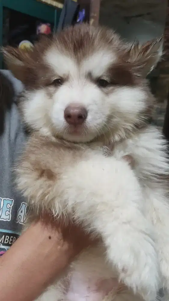 Siberian Husky Long Hair Blue Eyes