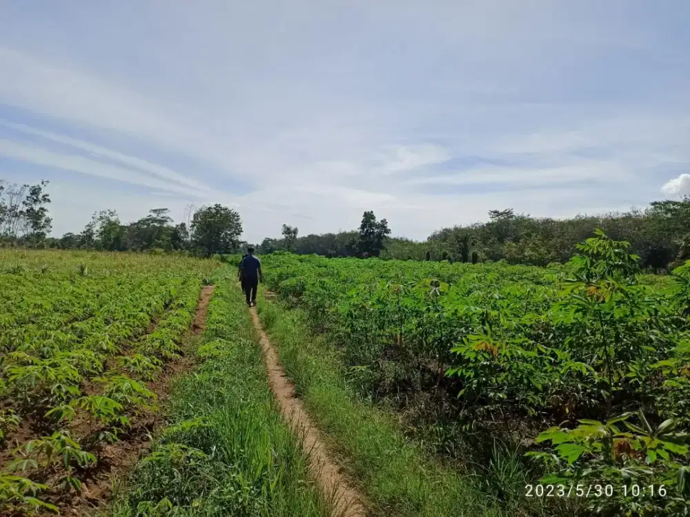 Dijual Tanah Ladang Kebun