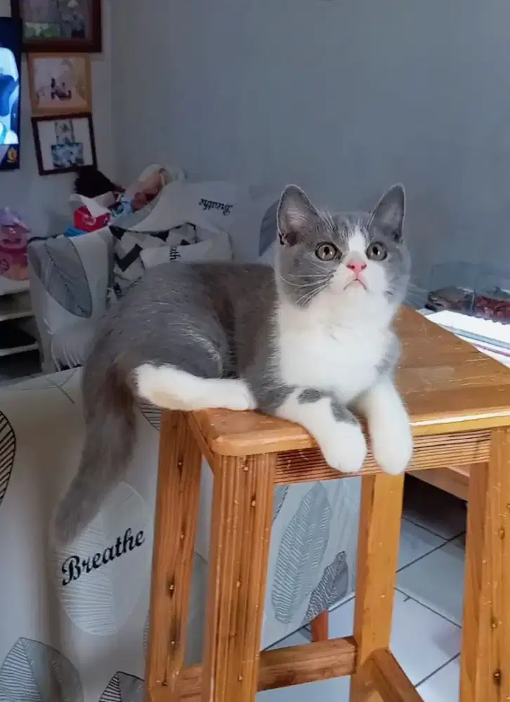 Kitten BSH bicolour 2,5 bulan betina