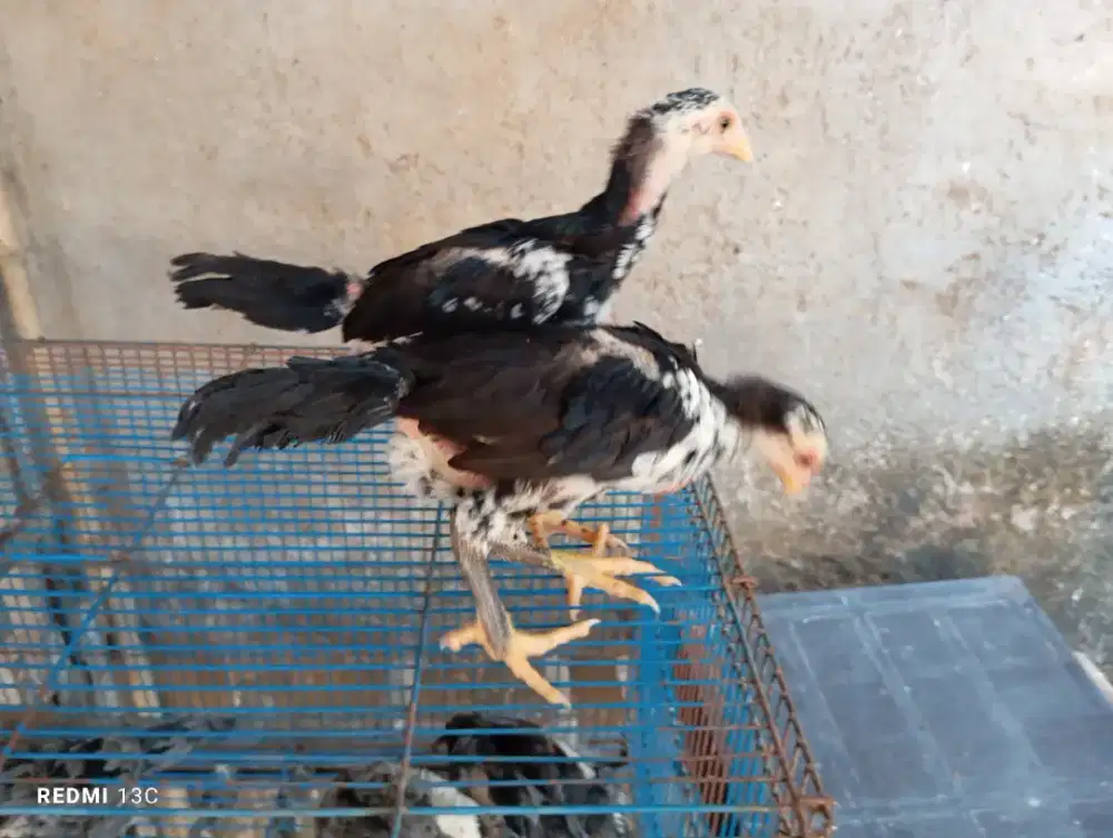 Anakan ayam bk blorok