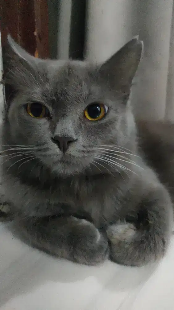 Kucing Persia Jantan