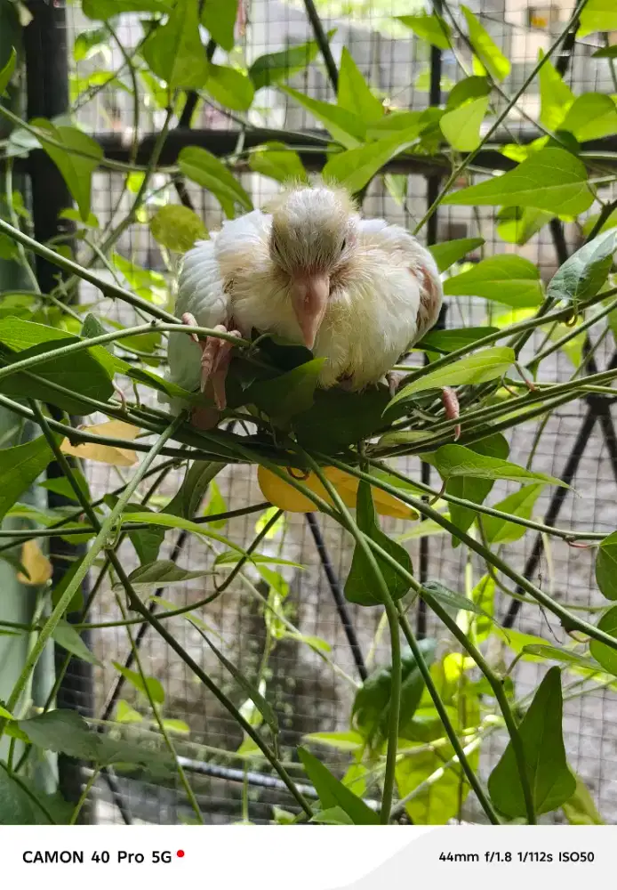 Piyik Burung merpati pos
