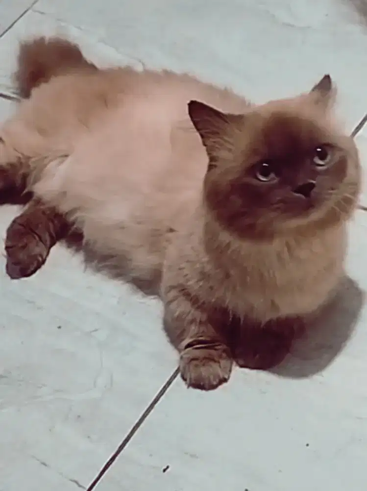 Munchkin cebol gembul jantan sudah sering kawin