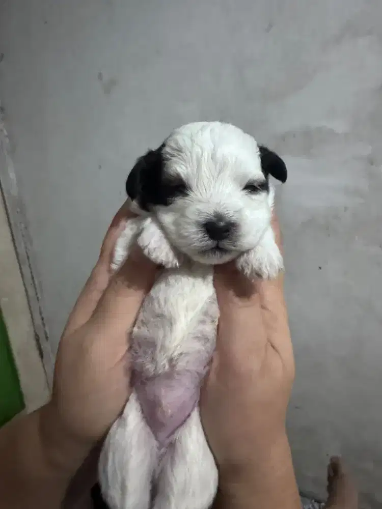 Anjing baby poodle