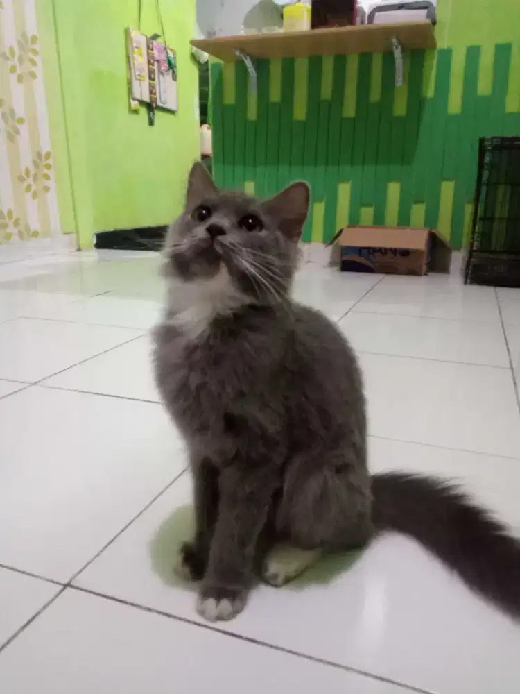 Kucing persia himalaya