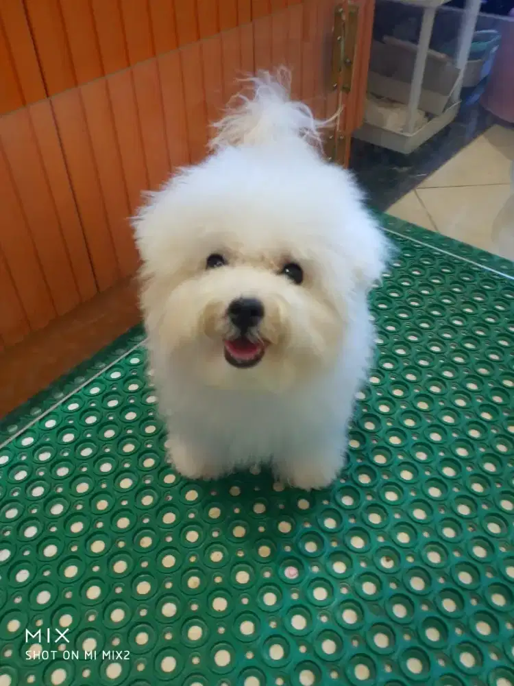 Jual Anakan Bichon frise