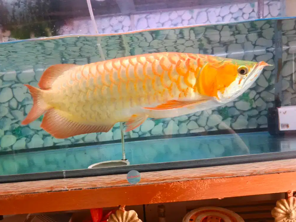 Ikan Arwana Super Red