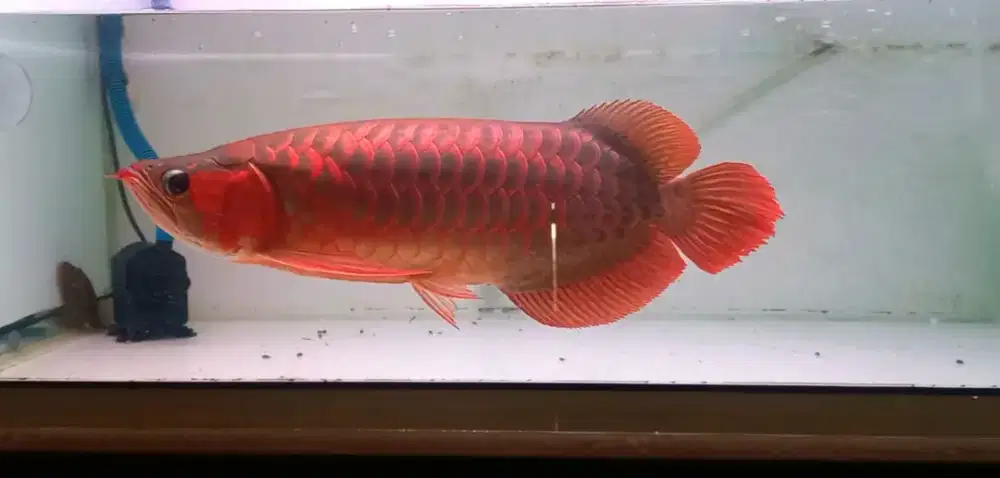 Arwana Super red 48cm