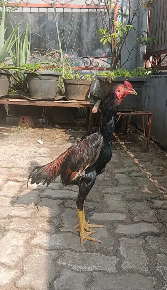 Ayam Bangkok Muda