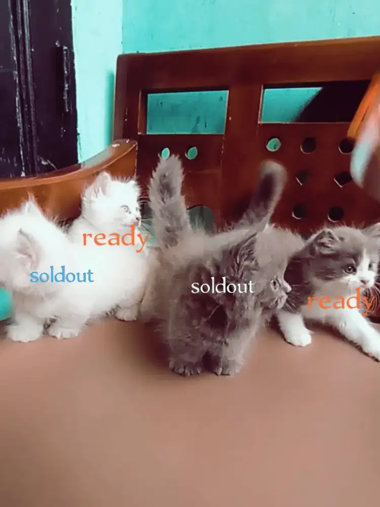 Munchkin ns atau tidak cebol ready 2 ekor betina semua