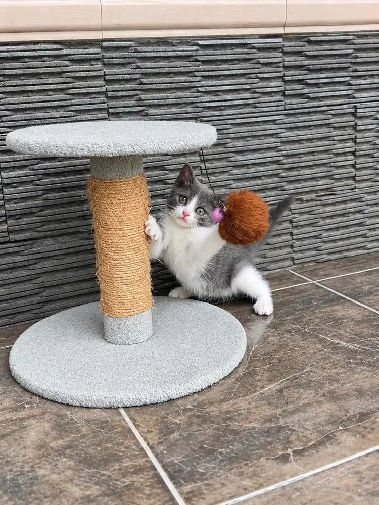 Anak kucing british shorthair kitten bsh