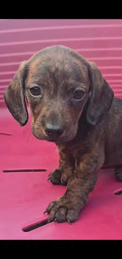 Puppy Anak Anjing Dachshund Sosis Tekel Warna Unik Bogor Kota