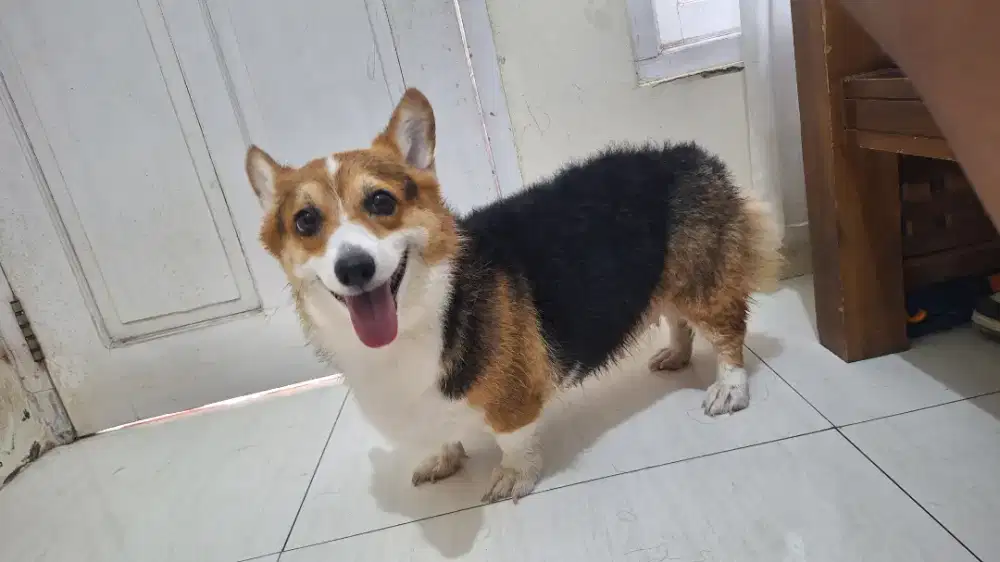 corgi stambum perkin
