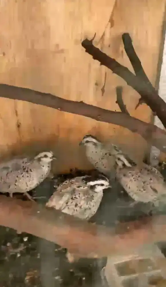 Bobwhite Snowflake