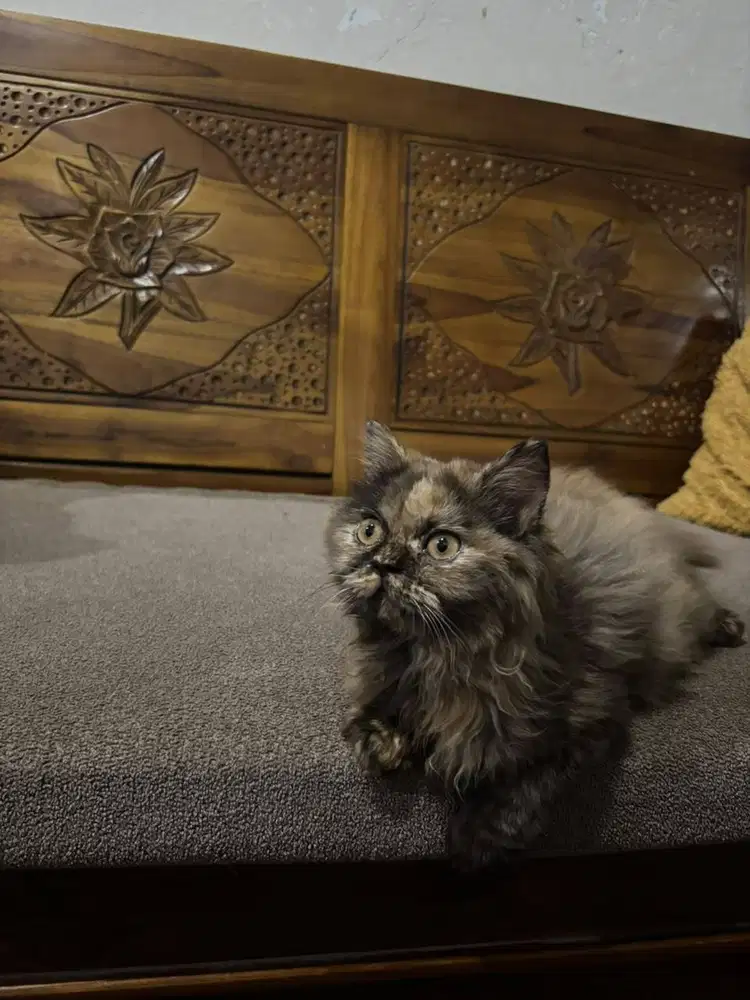 Kucing Presia Betina Longhair