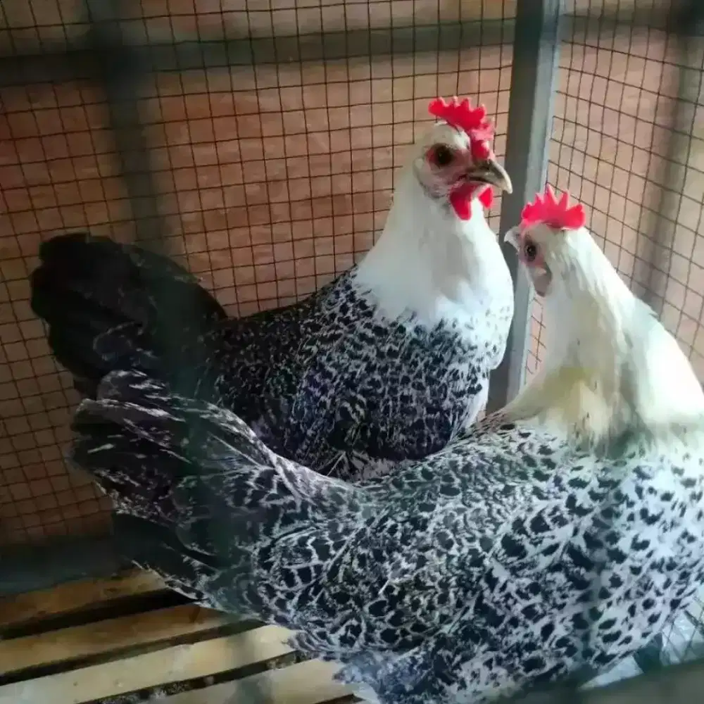 ayam arab usia 22 minggu