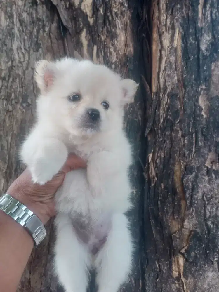 Minipom betina usia 2 bln