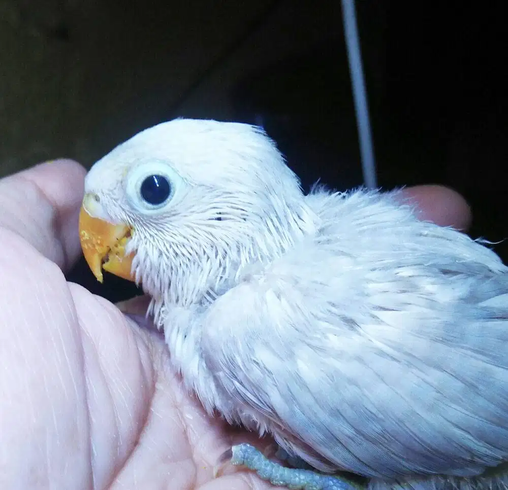 burung Lovebird lolohan