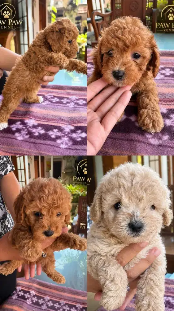 Toy poodle jantan betina