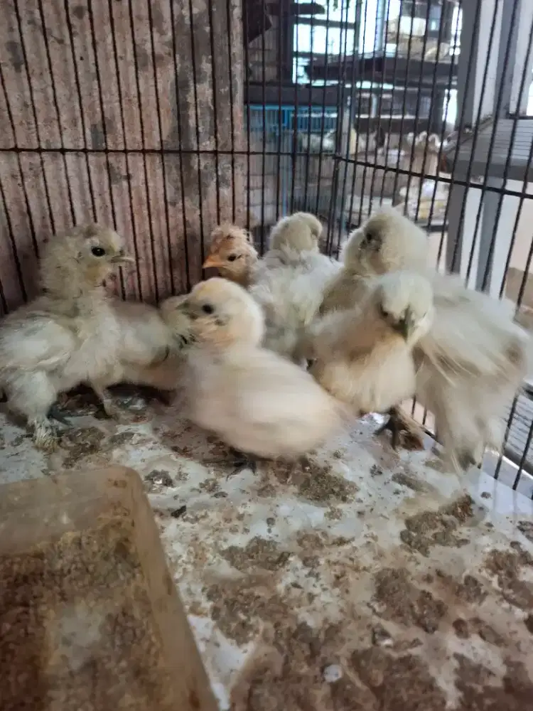 Akan ayam amerika silky