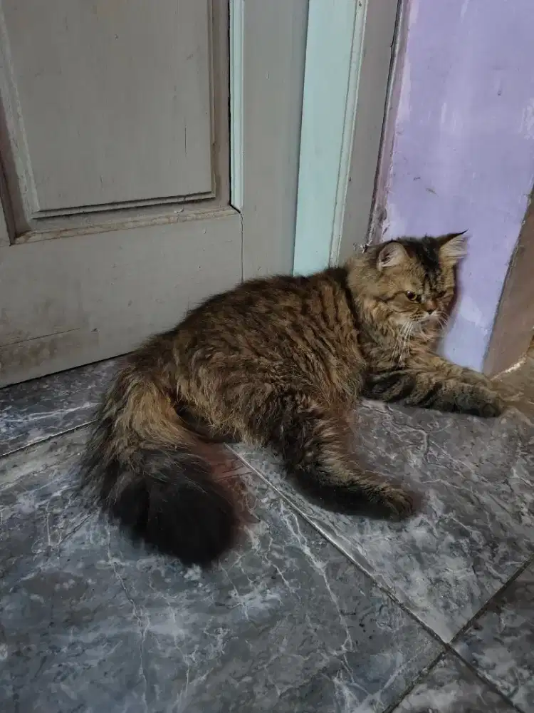Persimed Jantan