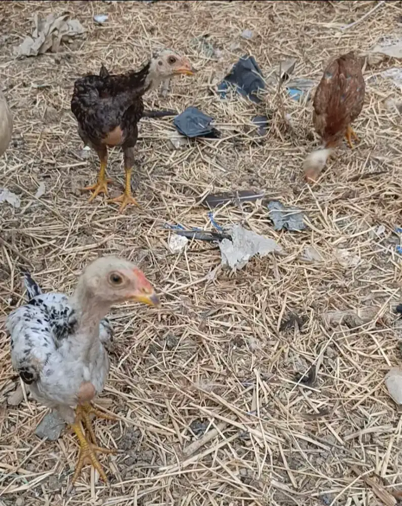 Ayam Kampung anakan