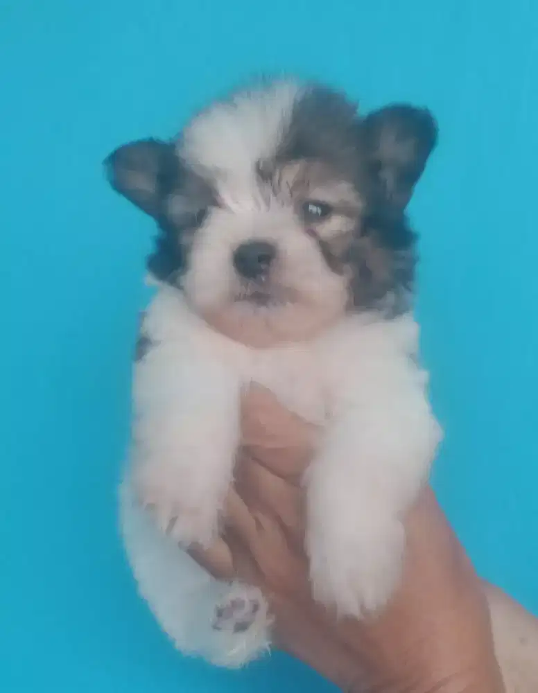 Sitzu mix minipom  jantan usia 1,5 bln
