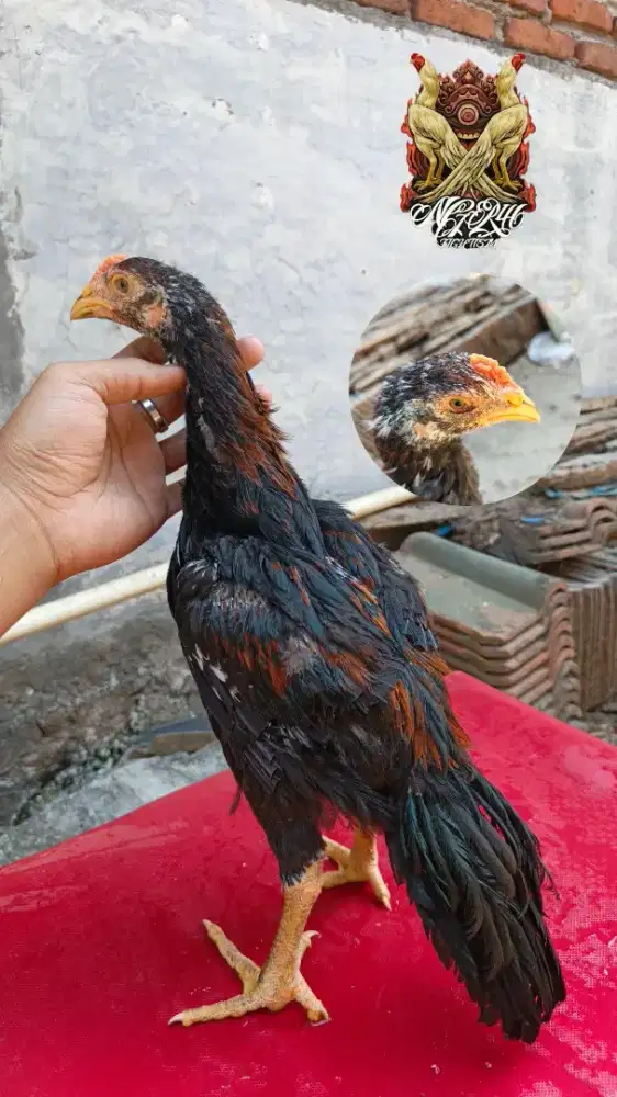 Sepasang bangkok klasik ekor lidi