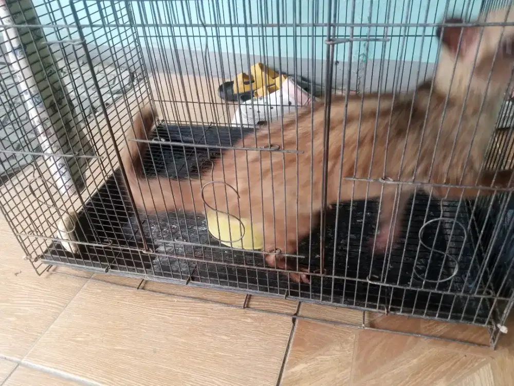 musang Bali jual cepat aj nih