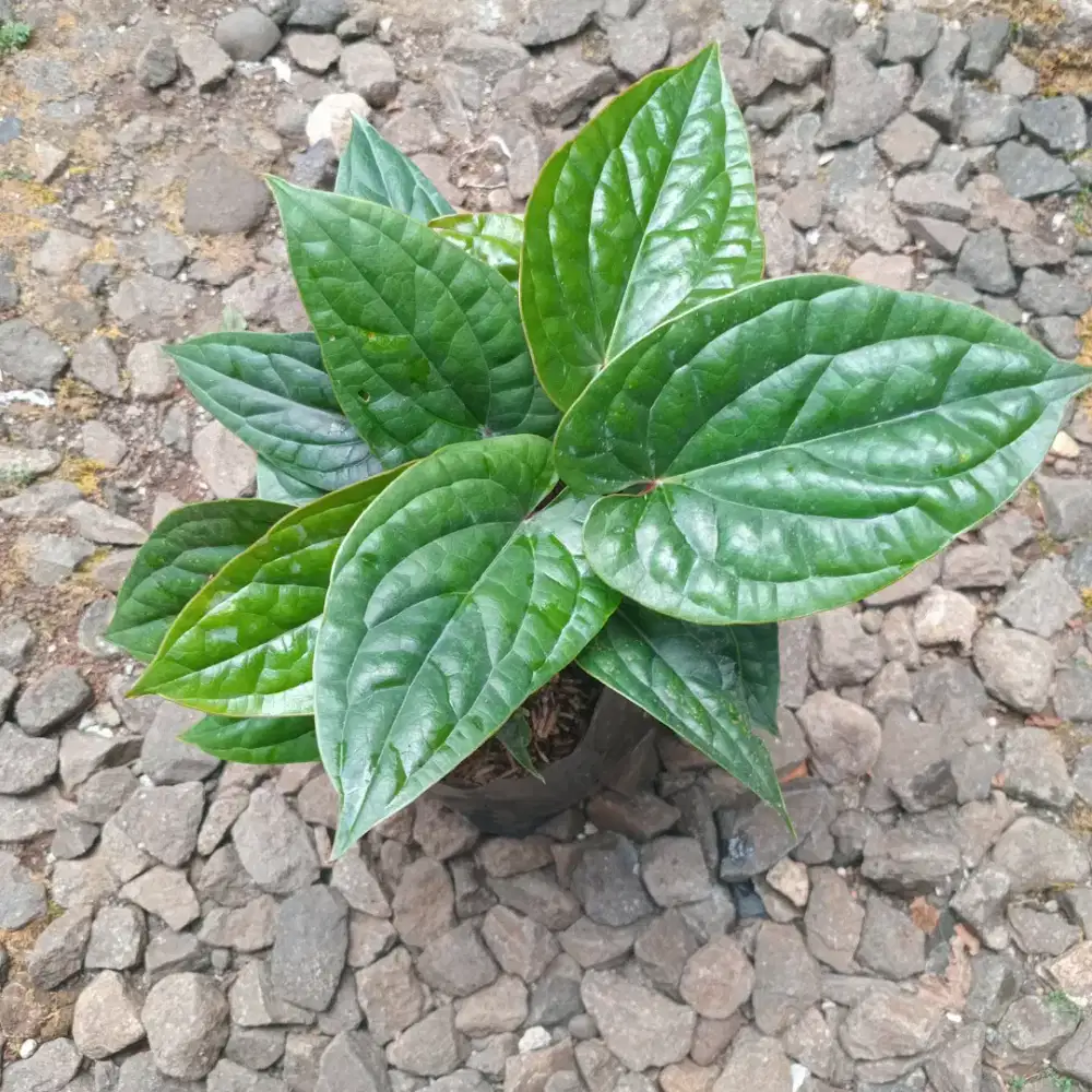 Tanaman Anthurium Sirih (Rimbun)