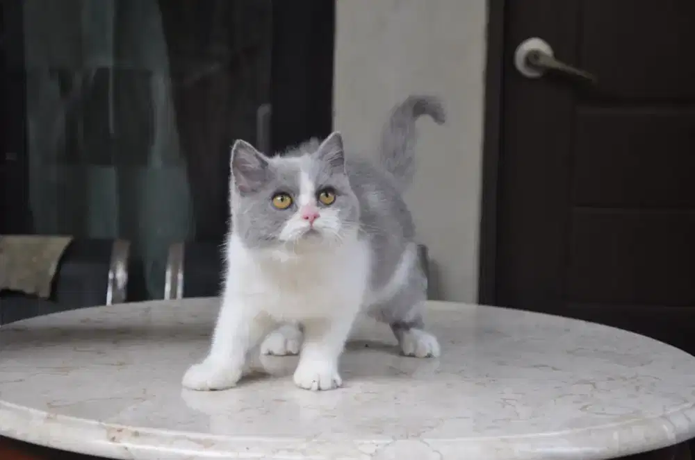 BSH blue bico jantan