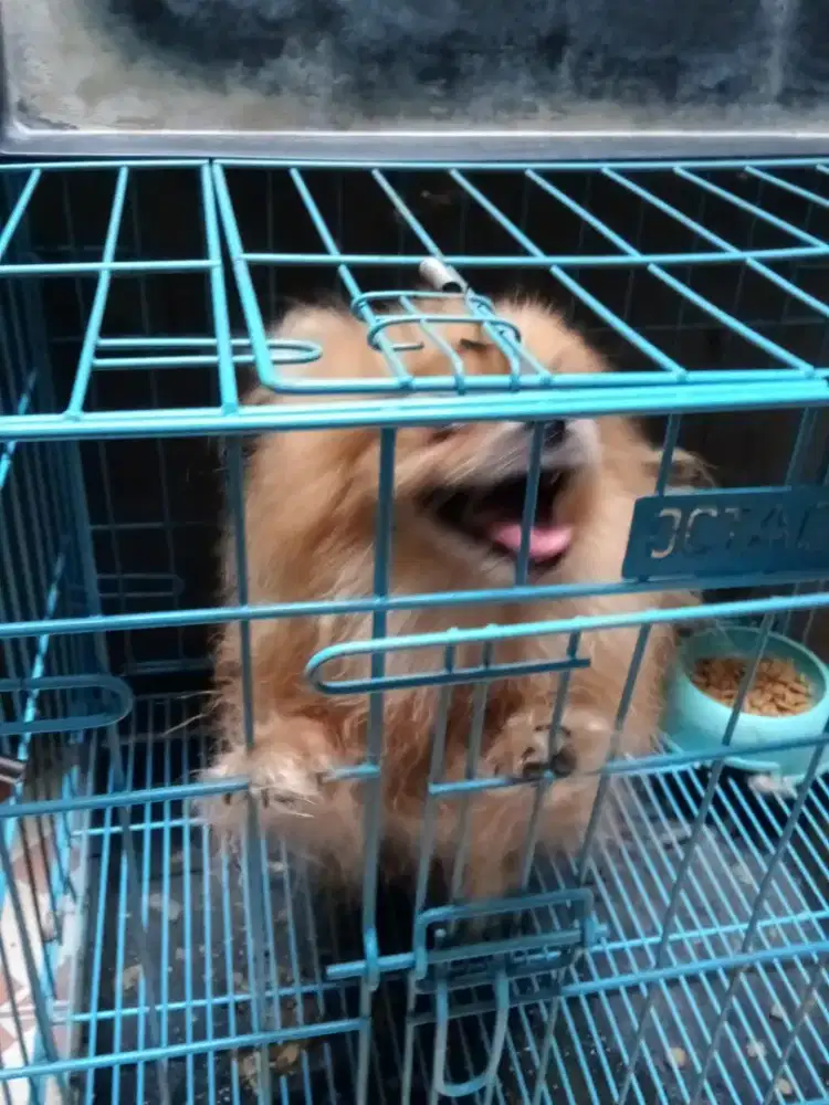 Jual anjing pomerian jantan