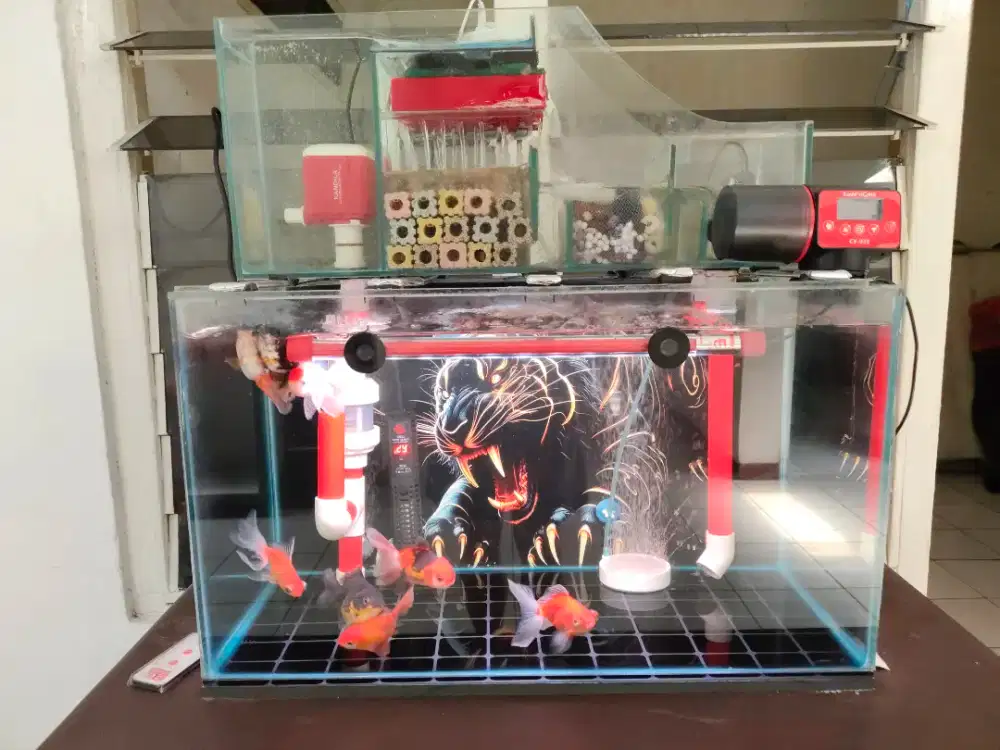 Jual cepat Aquarium siap pakai