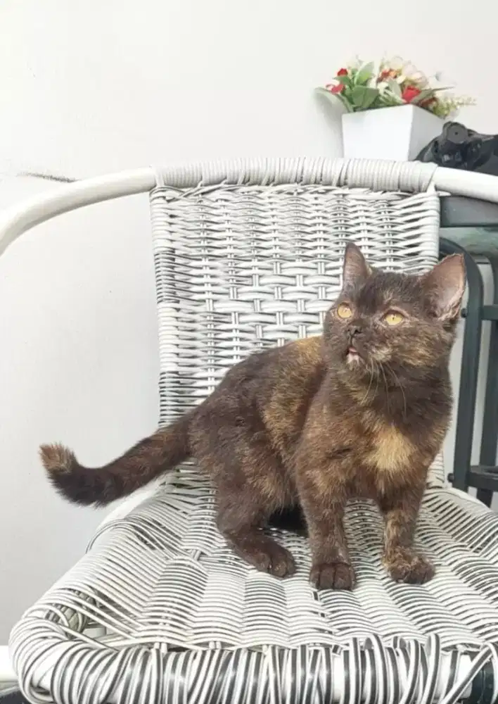 Kucing bsh warna  cinamon tortie