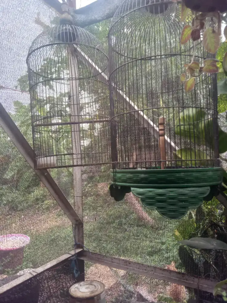kandang burung besi