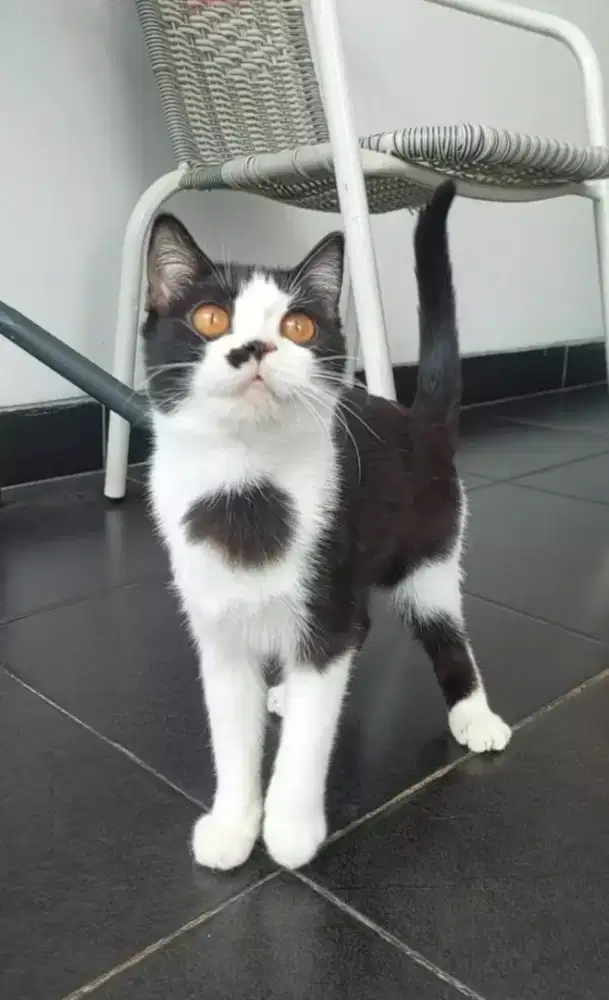 Kucing bsh bicolor  black & white