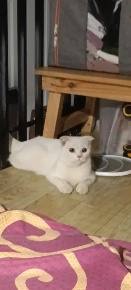 Lepas Adopt Kucing' Scottish mix persia
