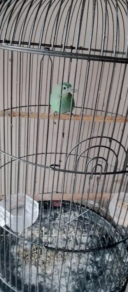 burung kicau betina
