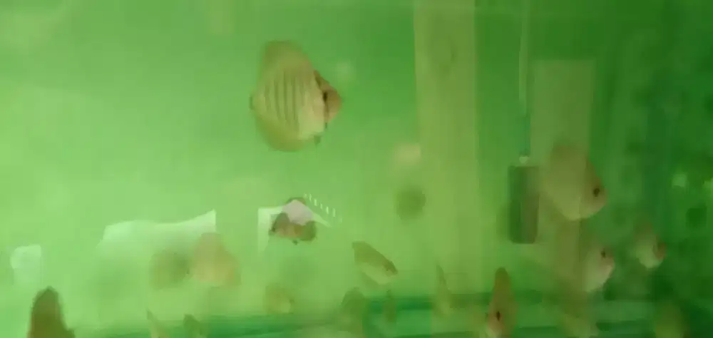 Anakan ikan discus