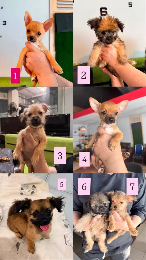 Jual Puppies Chihuahua & Yorkshire Cirebon
