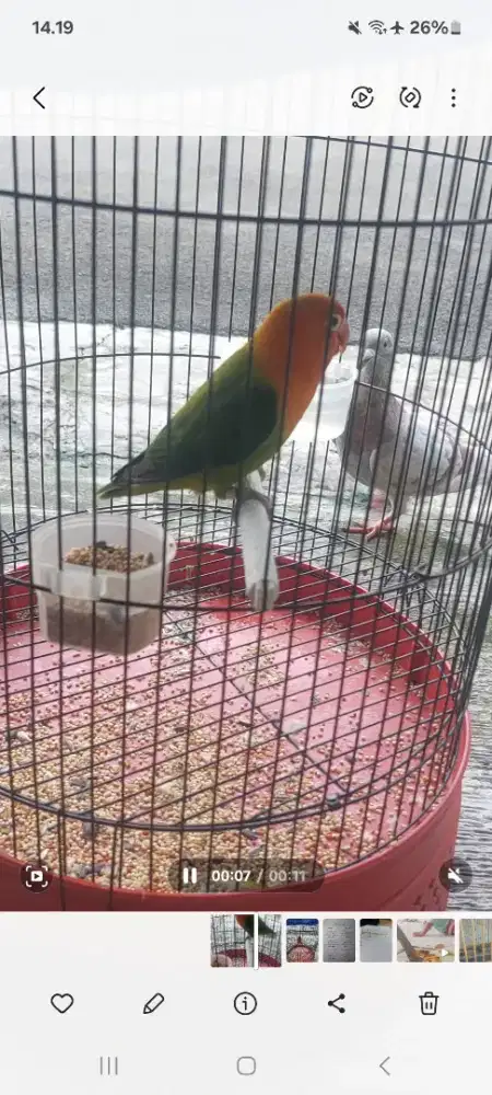 Dijual cepat Lovebird Jantan Body Besar Gacorr