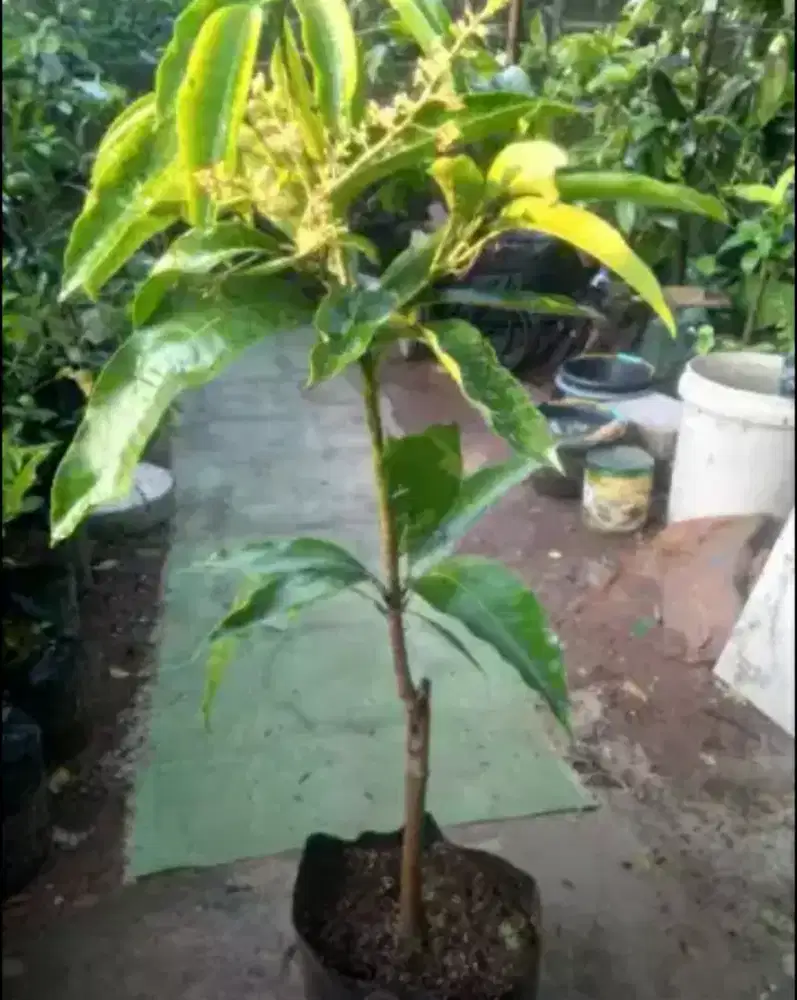 Pohon mangga berbunga
