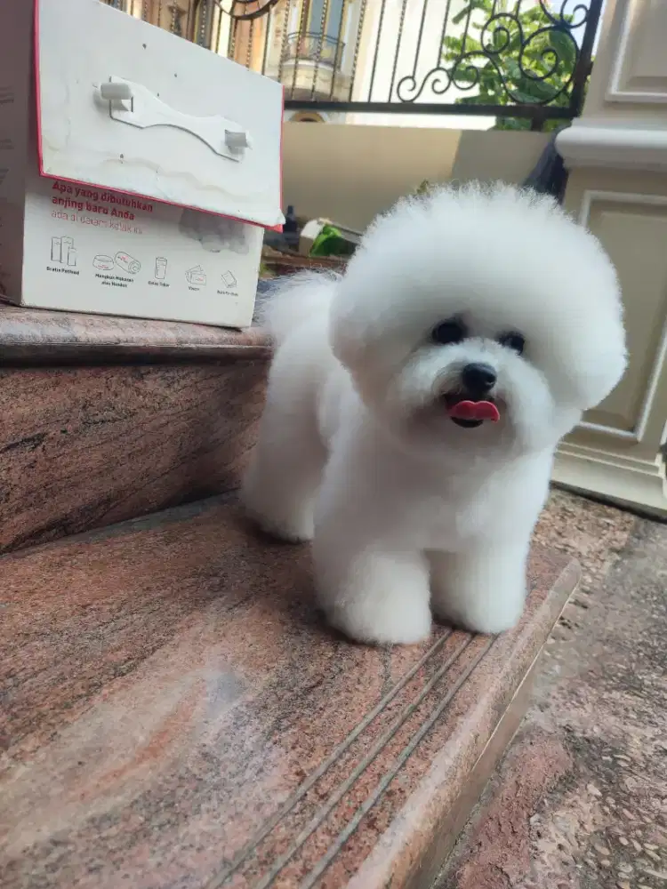 Grooming panggilan ke rumah