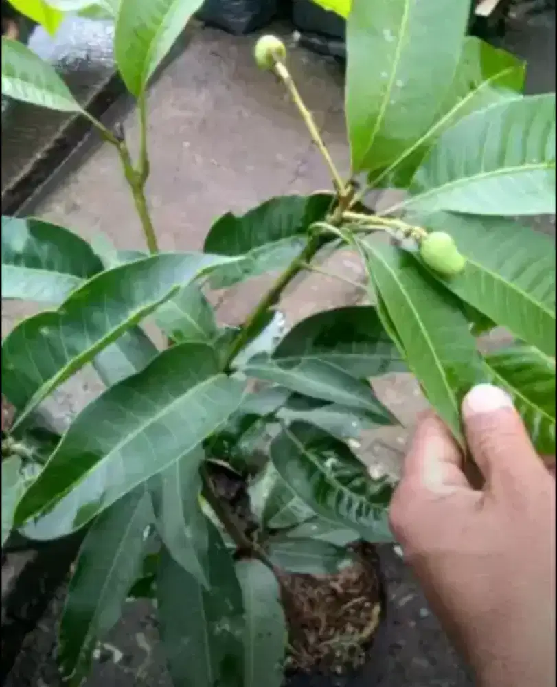 Pohon mangga sudah berbuah