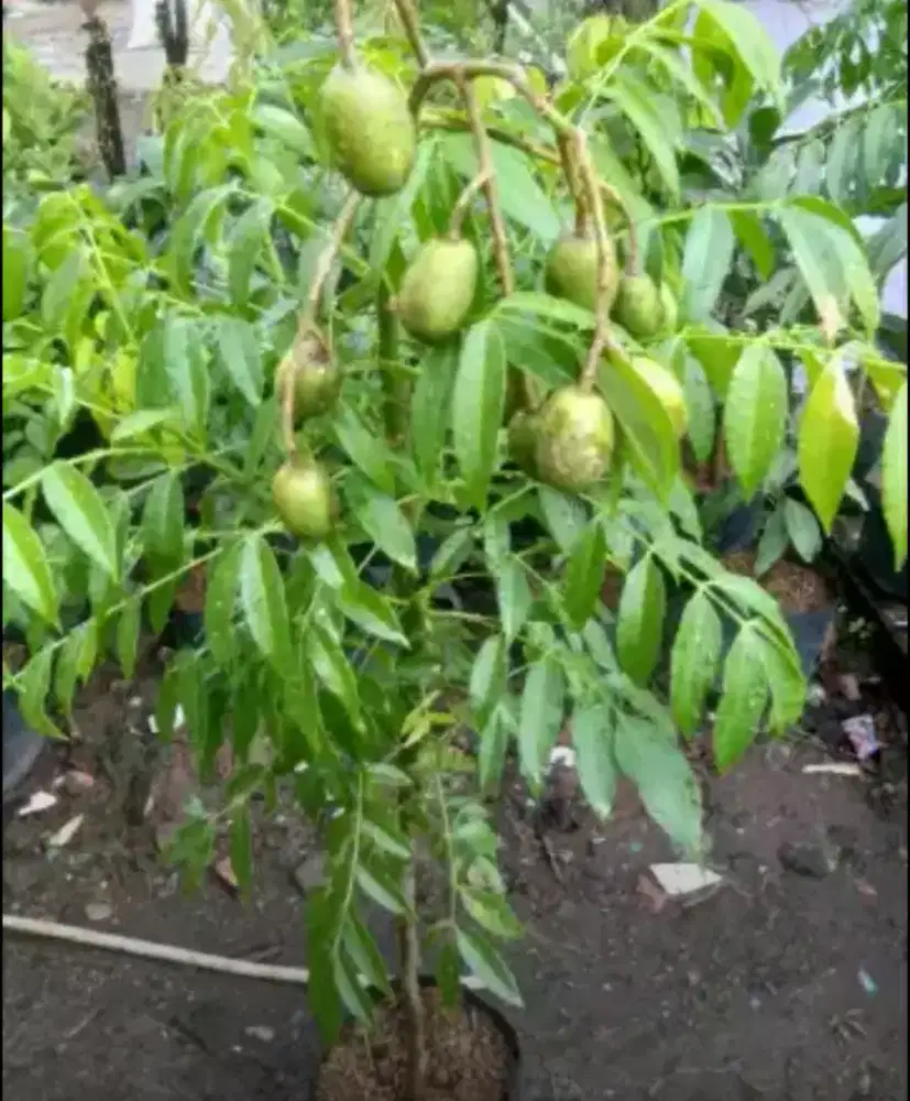 Pohon buah kedongdong