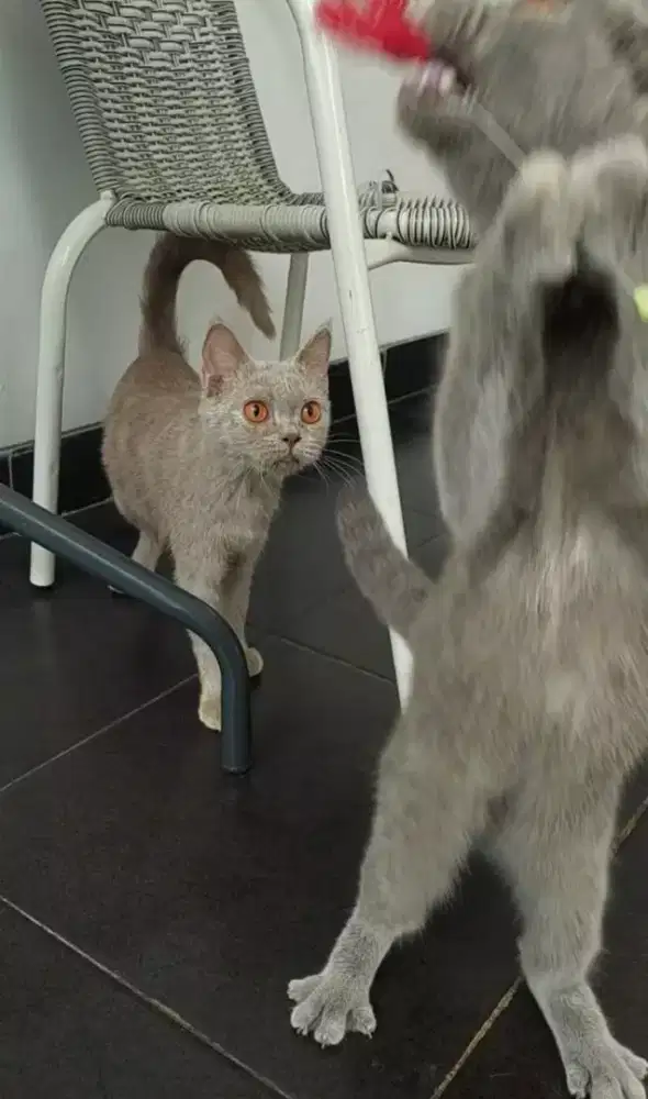 Kucing bsh warna lilac jantan