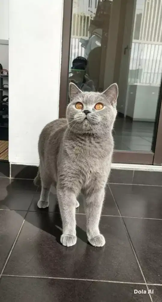 Kucing bsh abu tortie betina