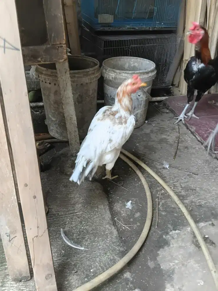 Ayam Pelung Sepasang
