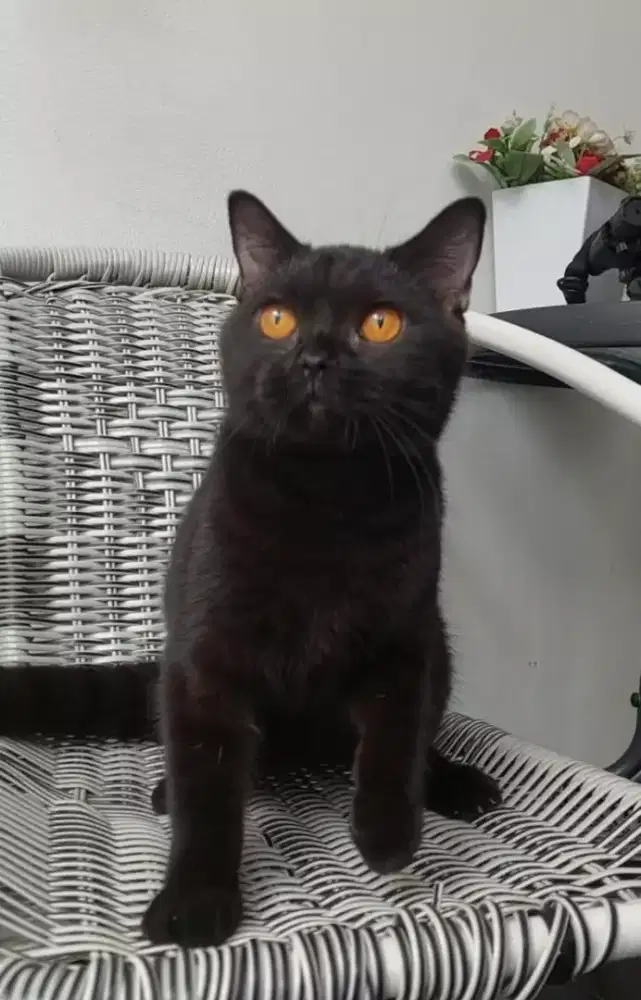 Kucing bsh warna  hitam jantan